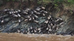 Wildebeest_FULL